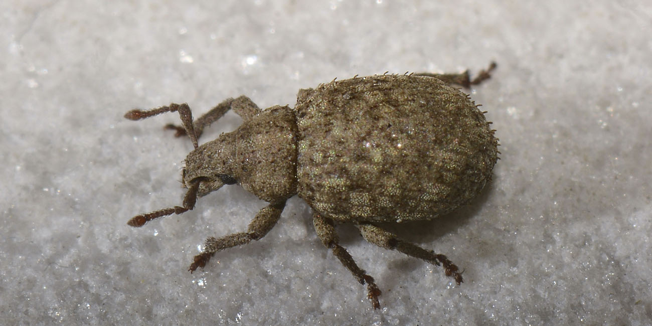 Curculionidae: Romualdius fremuthi?  No, Romualdius angustisetulus